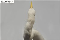 中白鷺藏品圖，第9張